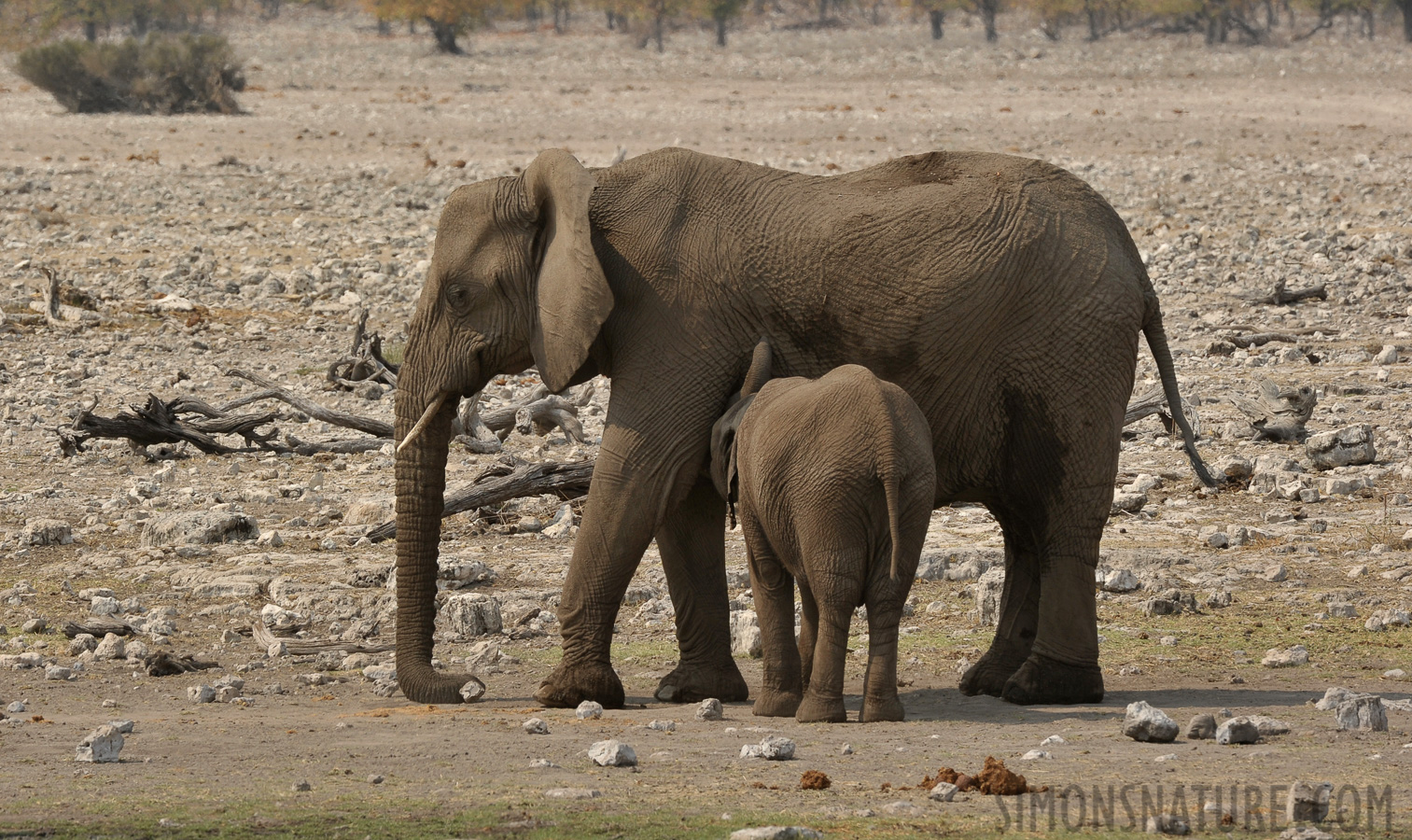 Loxodonta africana [400 mm, 1/500 sec at f / 11, ISO 400]